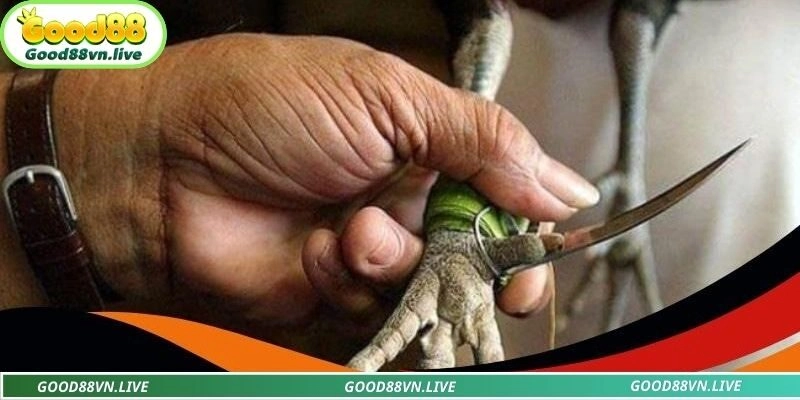 Đá gà cựa dao trực tiếp là gì?