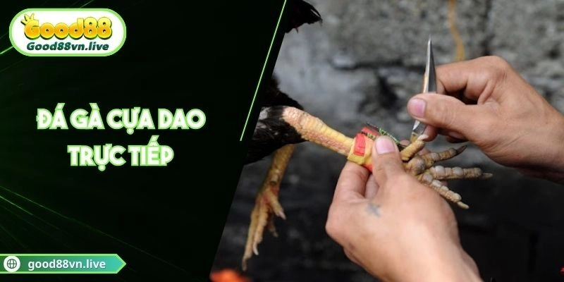 Đá Gà Cựa Dao Trực Tiếp Good88 Kịch Tính Từng Đòn Đánh