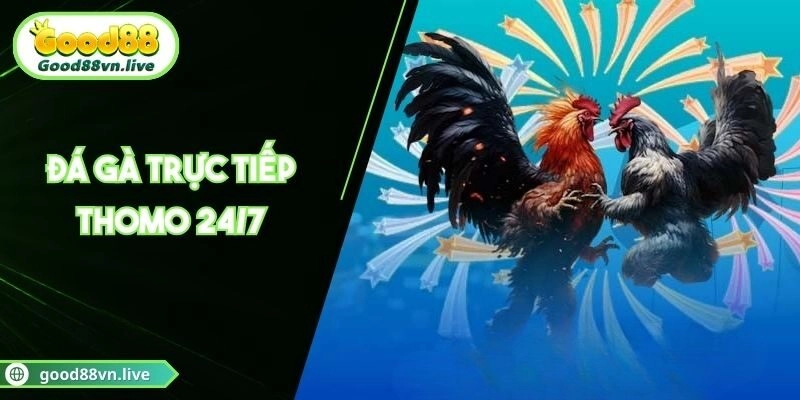 Đá Gà Trực Tiếp Thomo 24/7, Cập Nhật Kèo Cược HOT 2025