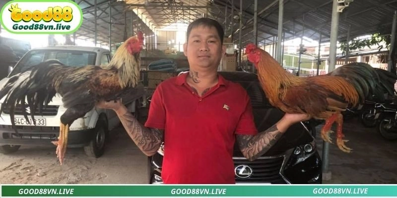 Mít Trà Cú giành chiến thắng trong trận đá gà 24 tỷ