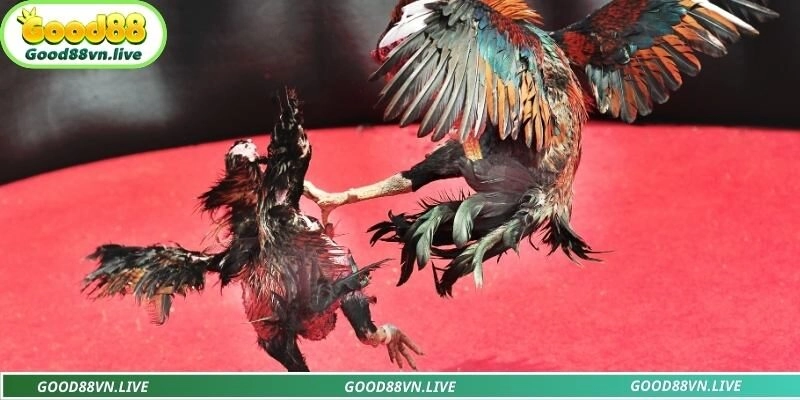 Sân chơi đỉnh cao cho hội viên mê đá gà Good88 thực thụ